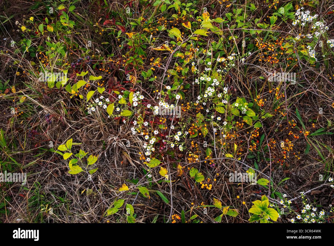 Kleine weiße Astern und orientalische, bittersüße Herbstfarben Stockfoto