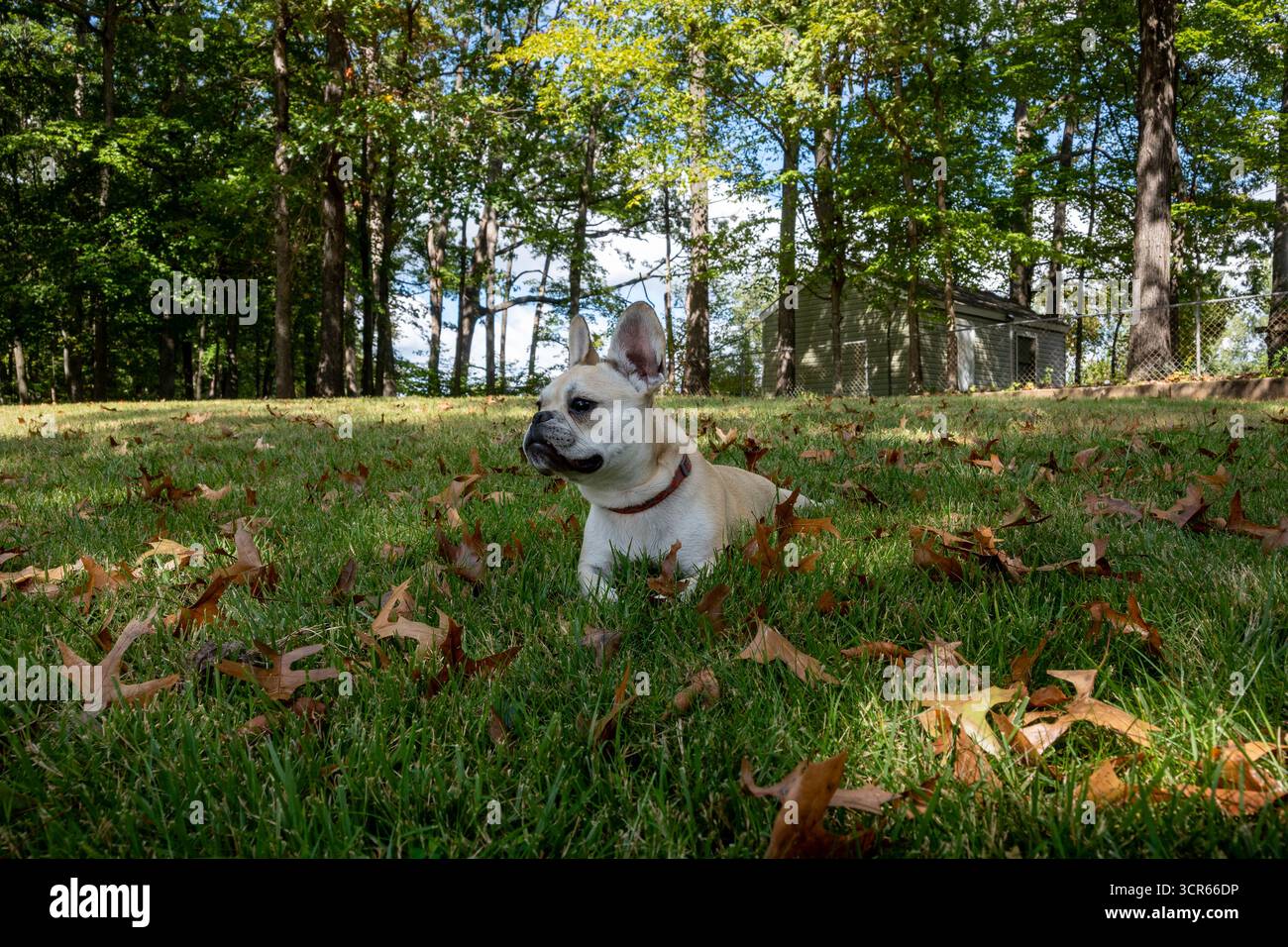 Französische Bulldogge Stockfoto