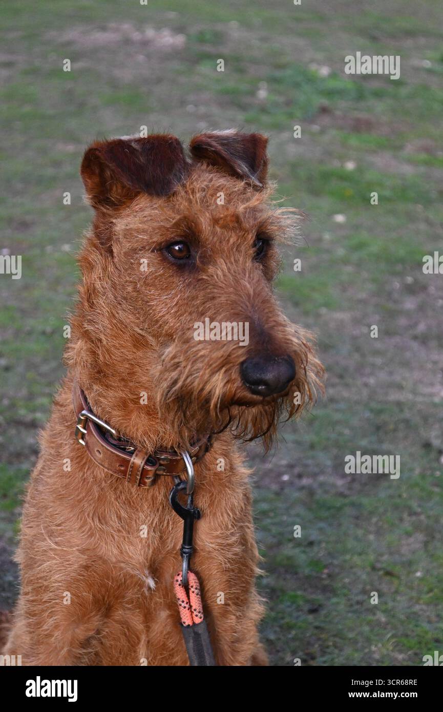 Irisches Terrier-Porträt Stockfoto
