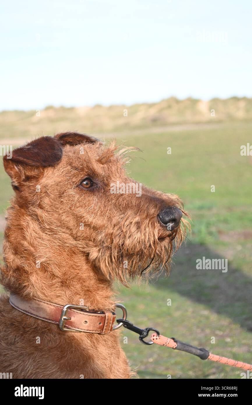 Irisches Terrier-Porträt Stockfoto