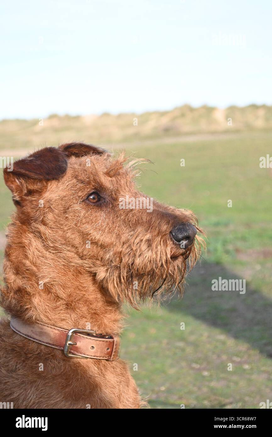 Irisches Terrier-Porträt Stockfoto