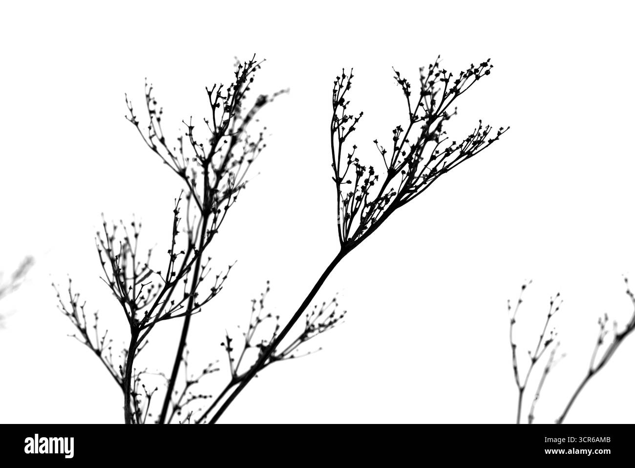 Minimalistische, kontrastreiche botanische Silhouette trockener Pflanzenzweige vor weißem Hintergrund. Su weckt Ruhe, Wachstum und von der Natur inspirierte Eleganz Stockfoto