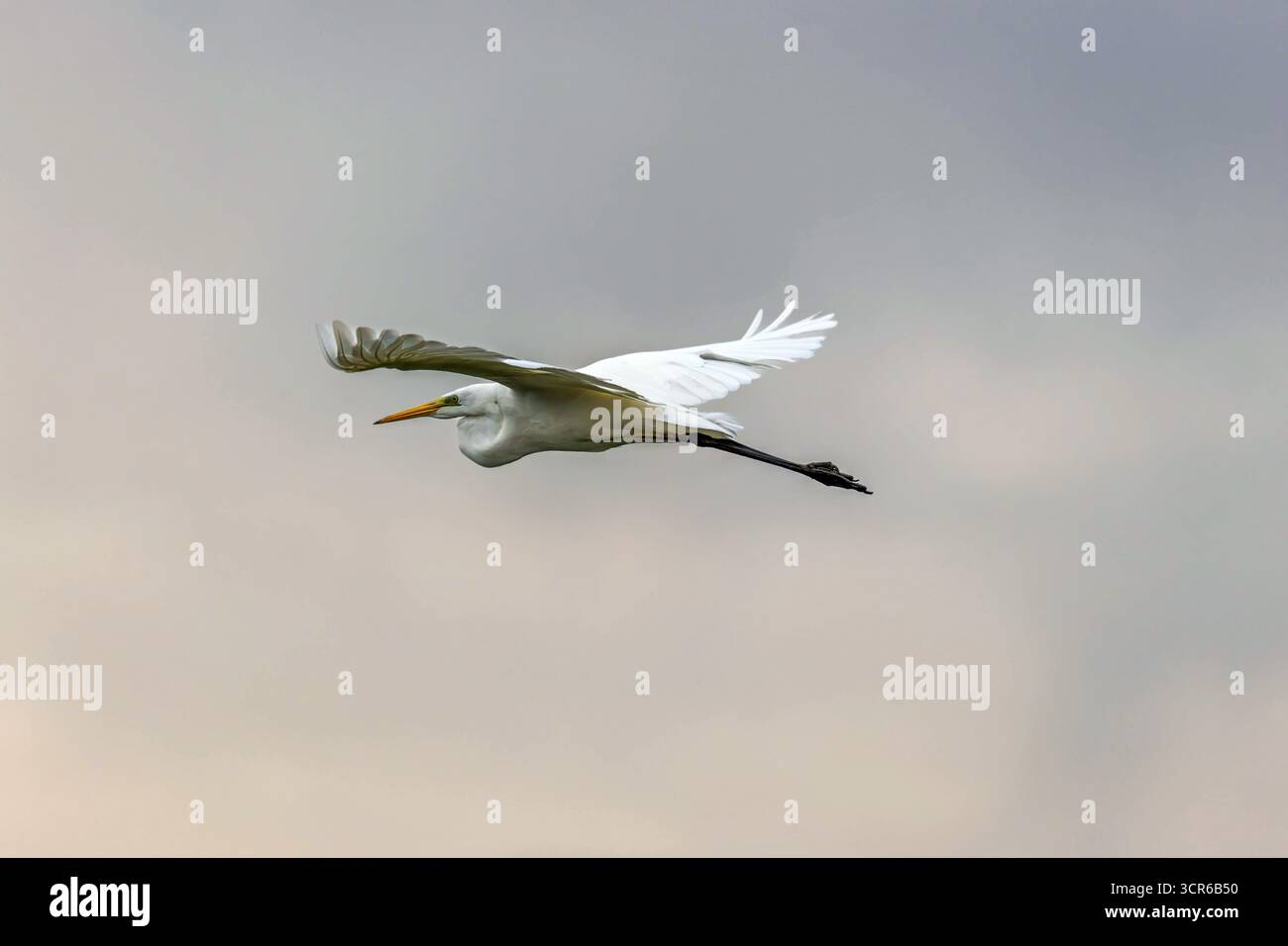 Silberreiher im Flug Stockfoto