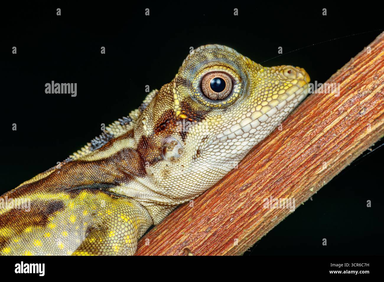 Makroaufnahme der Großen Anglehead-Echse (Gonocephalus grandis), die auf einem Ast ruht, mit lebendigen Schuppen und auffälligen Augendetails. Stockfoto