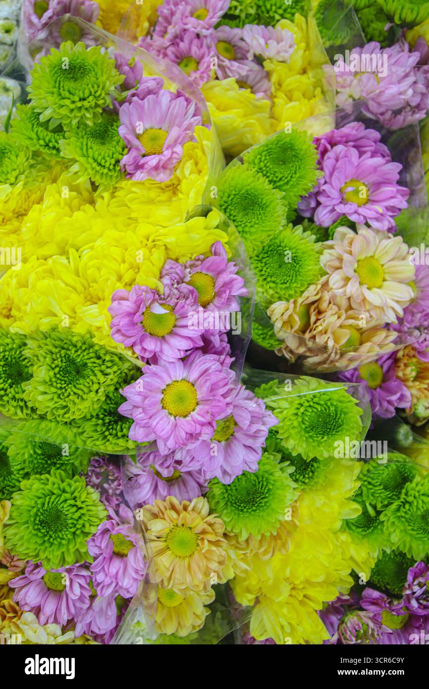 Vertikale Nahaufnahme von Chrysanthemenblüten in verschiedenen Farben, einschließlich weiß, gelb, lila, rosa und grün, ein lebendiger, blumiger abstrakter Look. Stockfoto