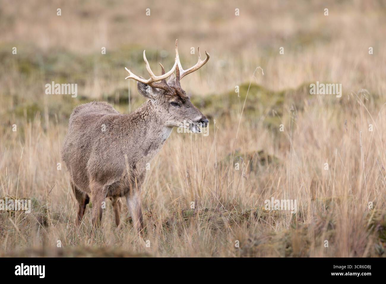 Hirschhirsch (Odocoileus virginianus) mit Geweih im páramo-Grasland in den ecuadorianischen Anden, Südamerika Stockfoto