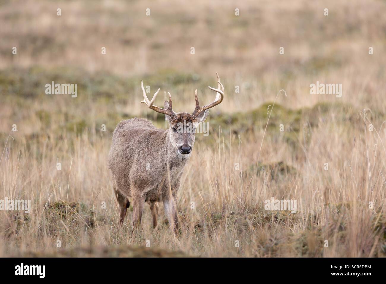 Hirschhirsch (Odocoileus virginianus) mit Geweih im páramo-Grasland in den ecuadorianischen Anden, Südamerika Stockfoto