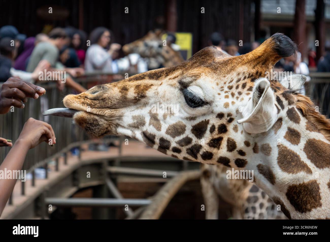 Rothschilds Giraffe isst ein Granulat aus der Hand eines Besuchers Stockfoto