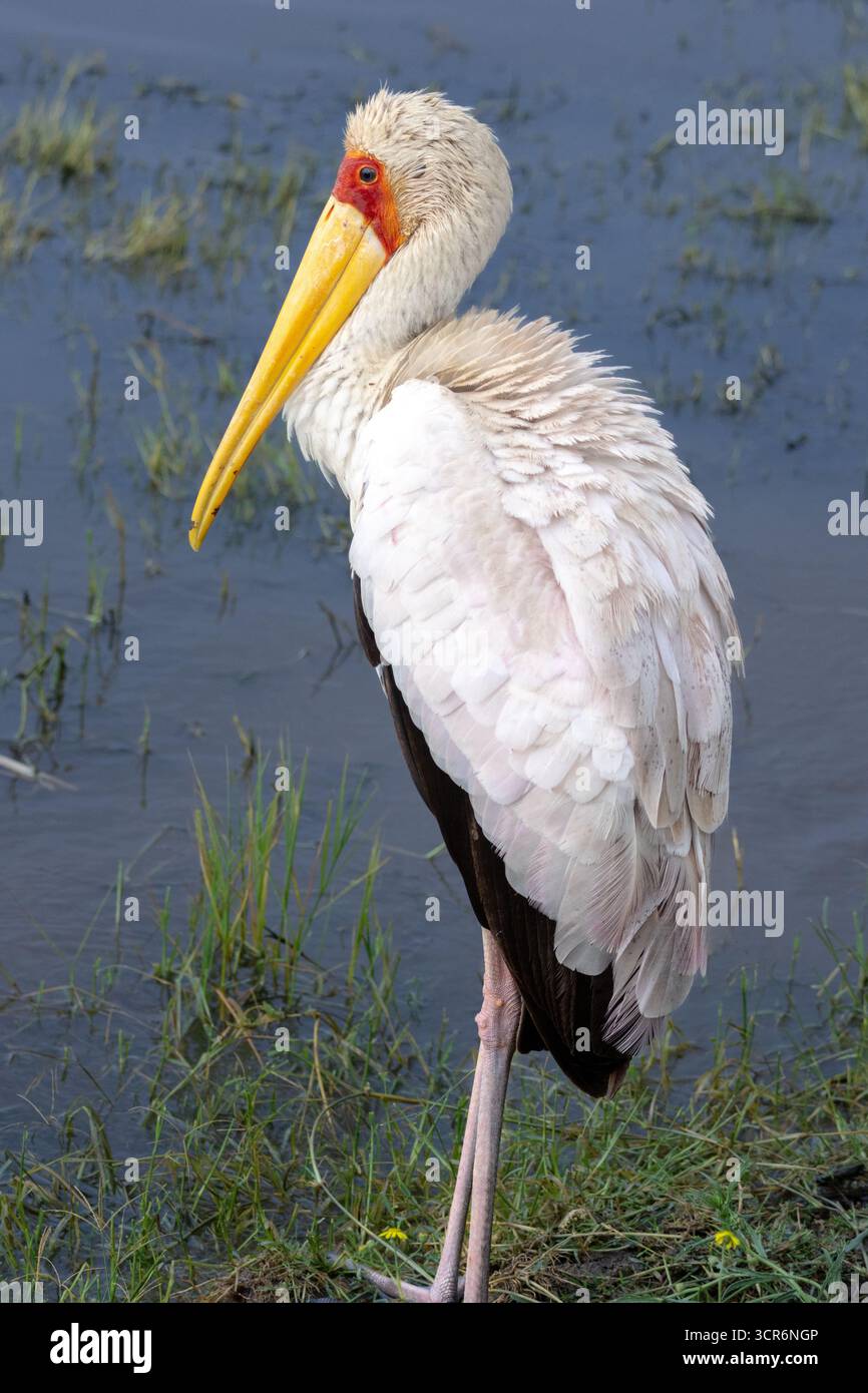 Gelbschnabelstorch steht wachsam im flachen Wasser eines kenianischen Sees Stockfoto