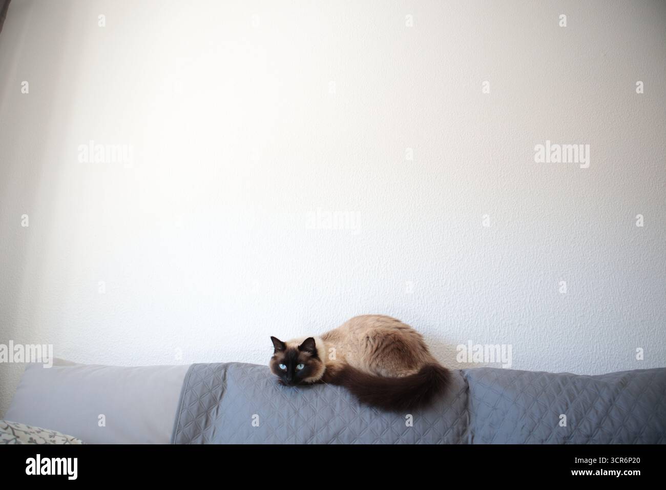 Eine Katze schläft oder ruht auf einem Sofa, Wohnzimmer. Stockfoto