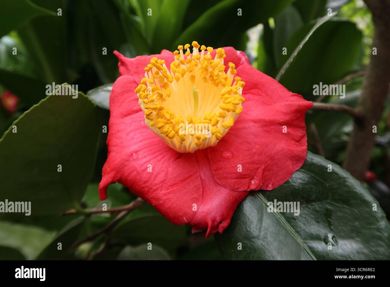 Blume im Kölner Botanischen Garten, April 2023 Stockfoto