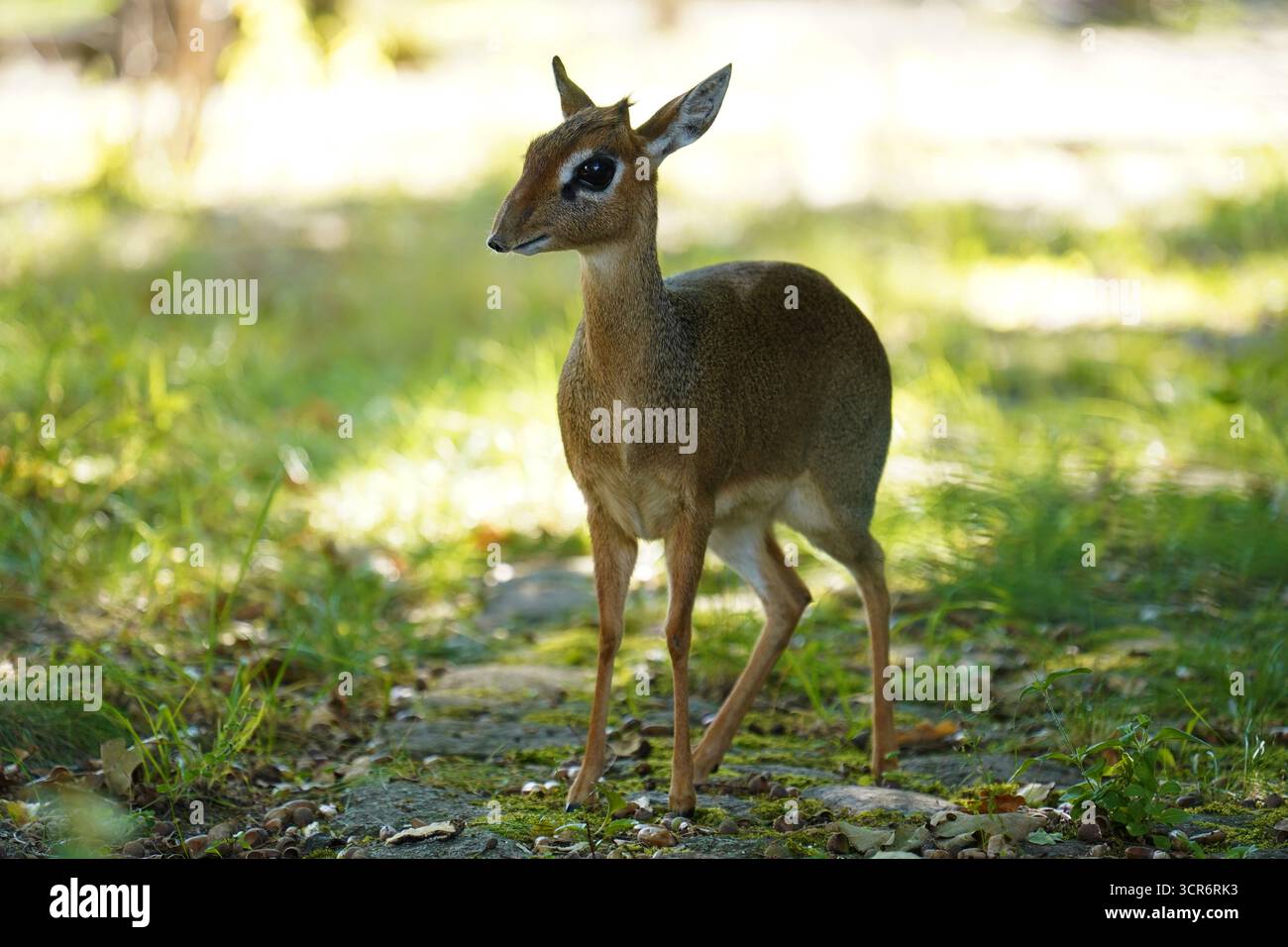 Kokrak va erkak qollarining fotosuratlari Gina Devine porno onlayn