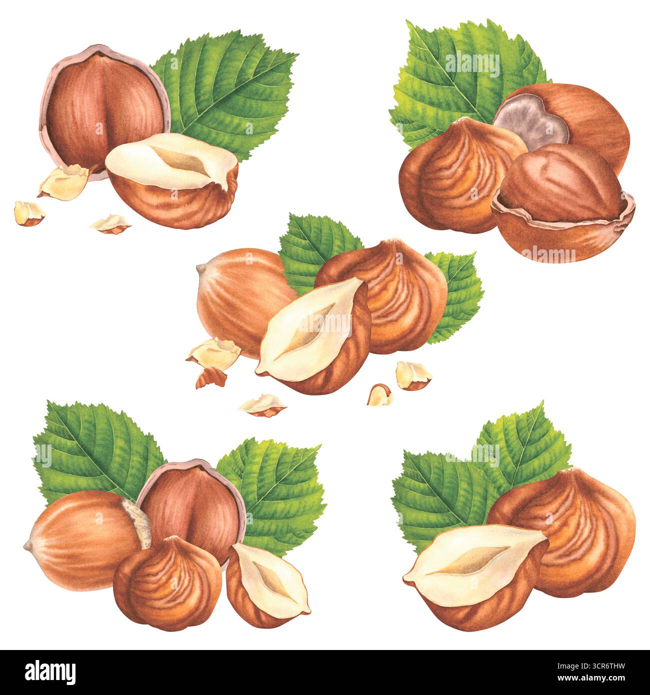 Geschälte Haselnüsse und geschnittene Stücke mit grünen Blättern. Handgezeichnete Aquarellillustration von Wald-filbert-Nüssen auf isoliertem Hintergrund. Perfekt für Stockfoto
