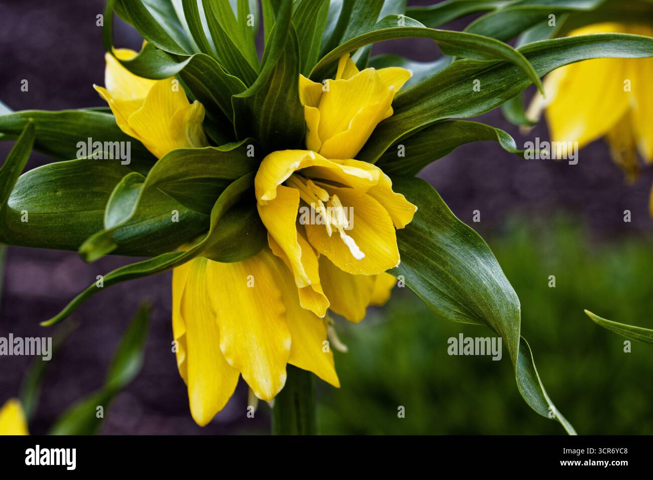 Fritillaria imperialis, die Krone kaiserliche, kaiserliche Fritillerie, Kaiserkrone oder kurdische Tulpe, ist eine blühende Pflanzenart aus der Lilienfamilie. Stockfoto