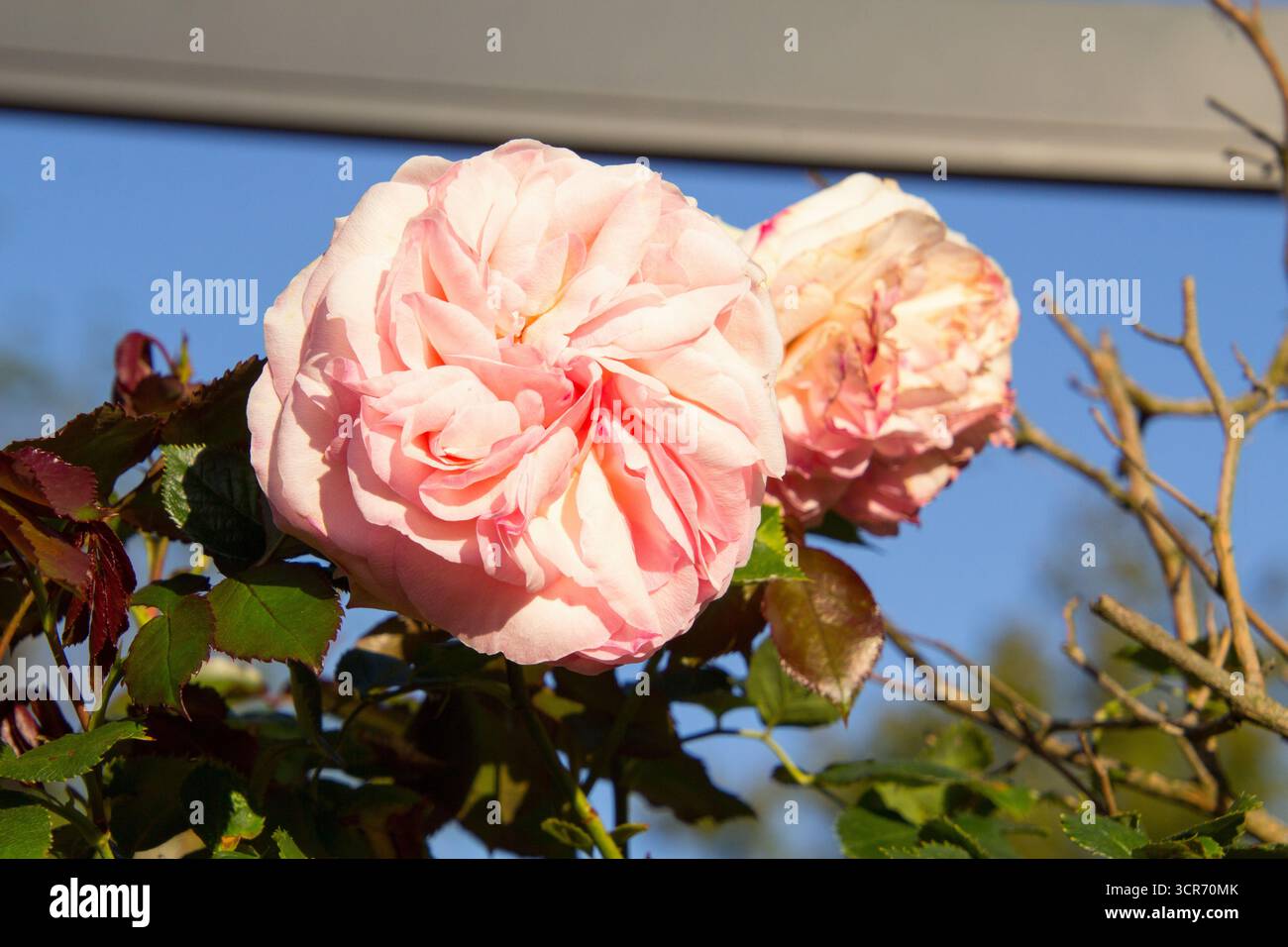 Rosa Pfingstrose in Blüte in den goldenen Stunden in unserem Garten Stockfoto