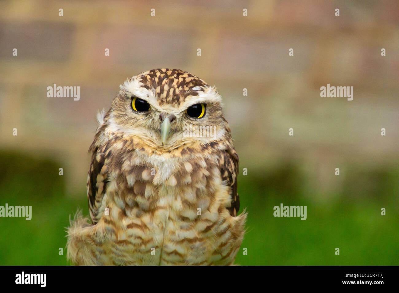Kleine Zwergeule, die in die Kamera schaut Stockfoto