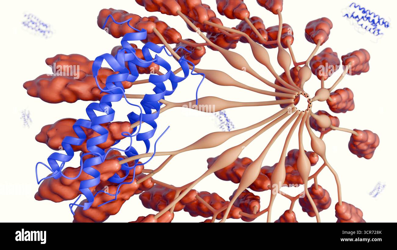Das 3D-Bild der Thrombusbildung in einem Blutgefäß mit aktivierten Thrombozyten und Fibrinaggregaten Stockfoto