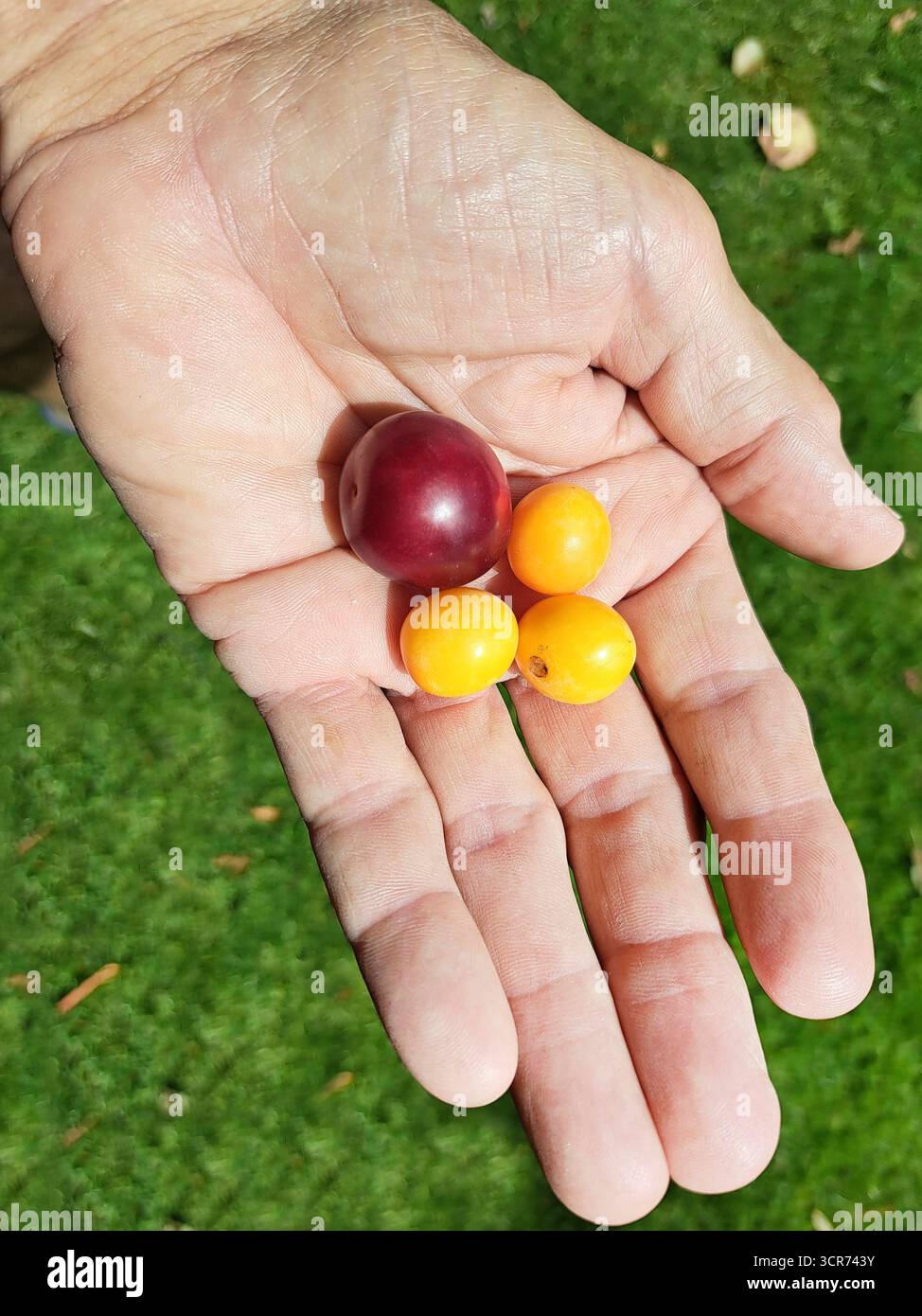 Kirschpflaume, Myrobalanpflaume (Prunus cerasifera), Kirschpflaume (Prunus cerasifera) und Mirabellen auf der einen Seite, Deutschland Stockfoto