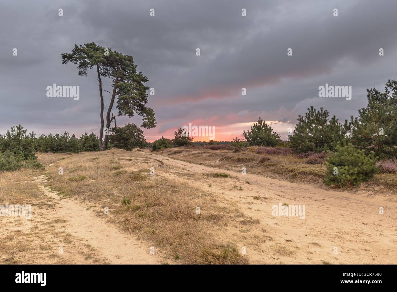 Sonnenaufgang über dem Nationalpark Drents Friese Wold. Appelscha Niederlande. Farbenfroher Sonnenaufgang mit bewölktem Himmel. Landschaftsbild der Natur in Europa. Stockfoto