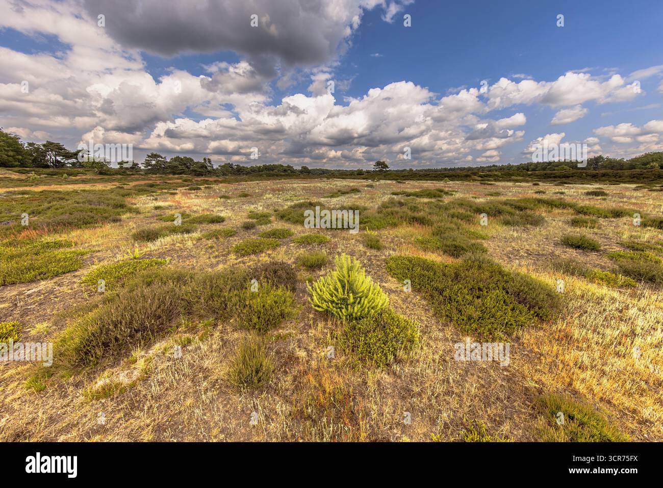 Trockenes Heidefeld mit offener Vegetation im Zuid Hijkerzand Nature Reserve. Drenthe, Niederlande. Wildnis-Szene der Natur in Europa. Stockfoto