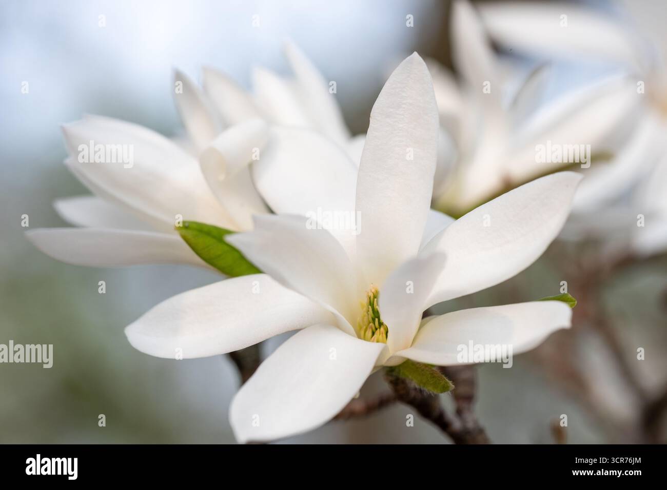 Wunderschöne weiße Magnolienblüten zeigen ihre eleganten Blütenblätter und üppig grünen Blätter, die das friedliche Ambiente der natürlichen Umgebung verbessern Stockfoto