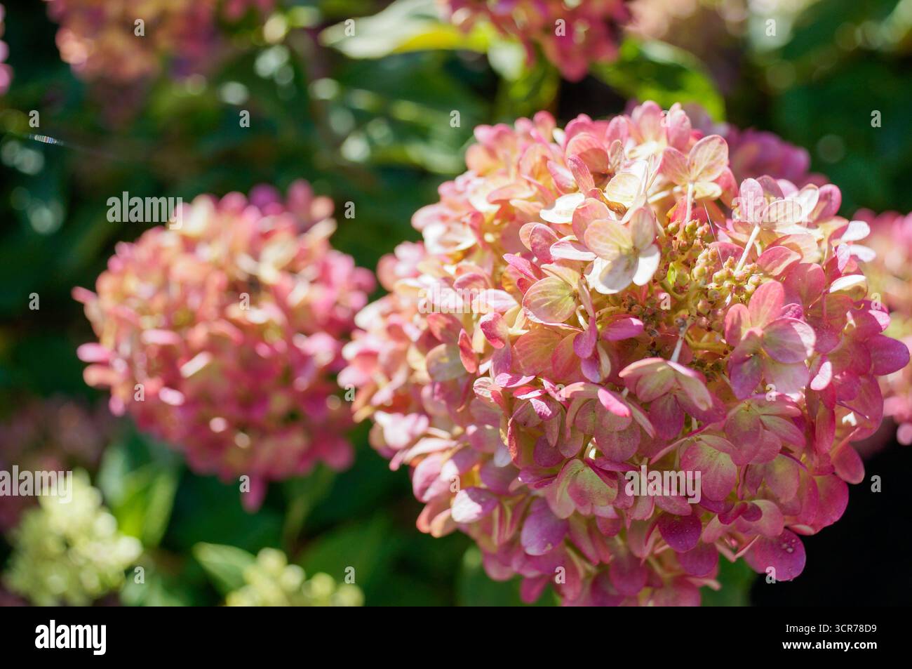 Rosa Hortensie blüht im Sonnenlicht, Nahaufnahme von Hortensie Sträucher im Garten mit grünen Blättern Stockfoto