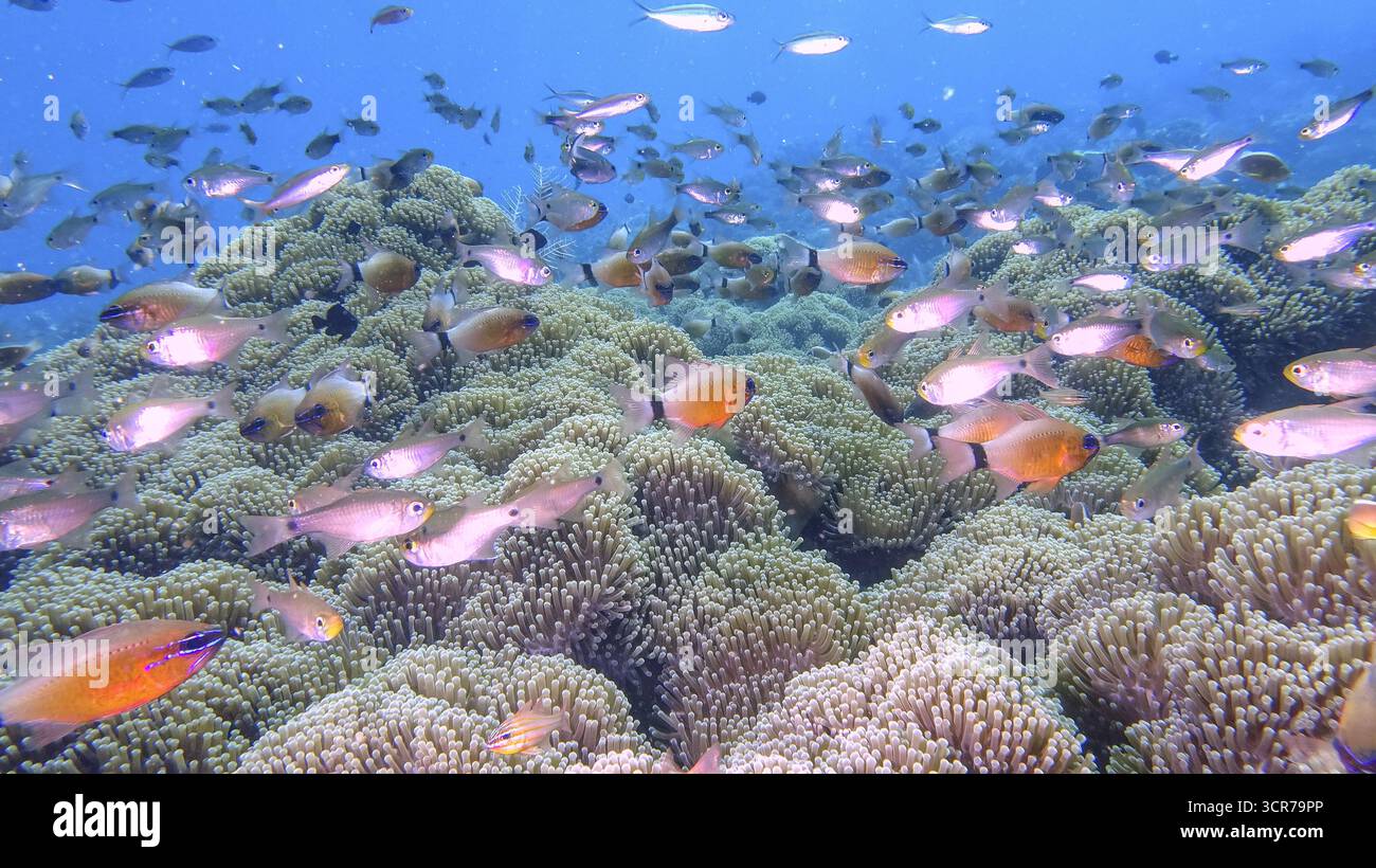 Schwärme von Kardinalfischen und anderen Rifffischen über der Rifffläche während eines Tauchgangs an der Nordküste von Bali Stockfoto