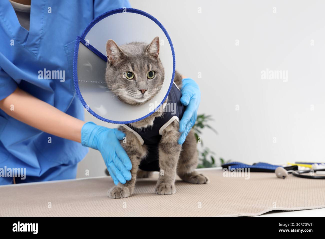 Tierärztin und Katze mit elisabethanischem Kragen nach Sterilisation in der Tierarztpraxis Stockfoto