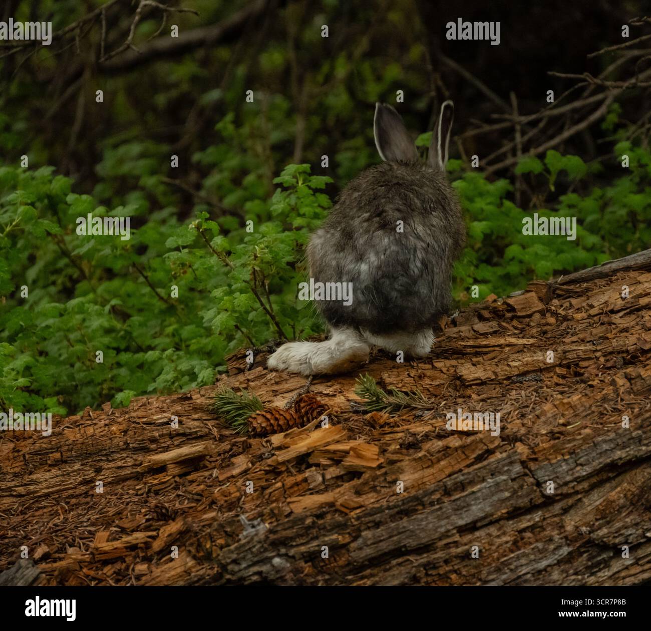 Riesenfüße des Schneeschuhs bleiben im Sommer im Rocky Mountain National Park weiß Stockfoto
