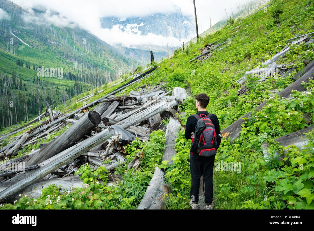 Der Wanderer erkundet einen üppigen Waldweg inmitten von umgestürzten Baumstämmen. Die Landschaft ist atemberaubend mit Bergen Stockfoto
