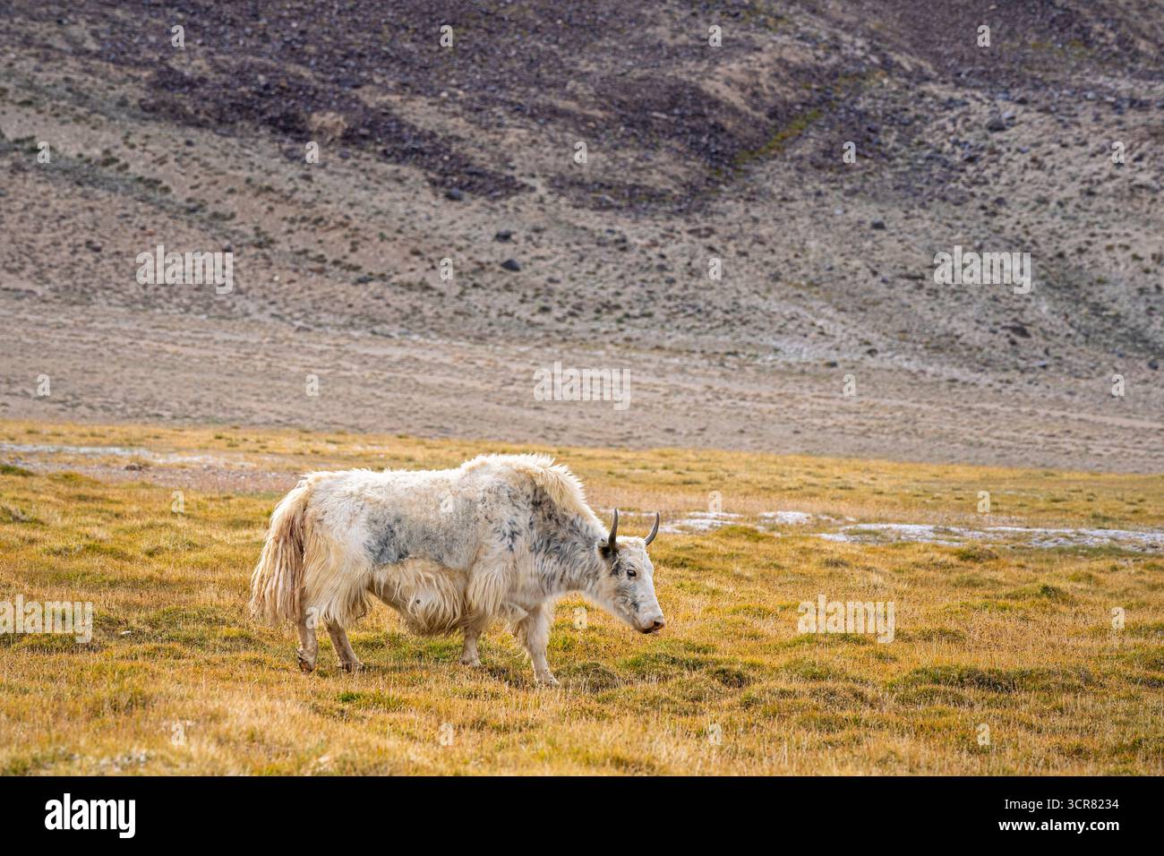 Landschaftsansicht des weißen Yaks für Erwachsene, der auf einer hochgelegenen Wiese spaziert, Murghab, Gorno-Badakhshan, Tadschikistan Pamir Stockfoto
