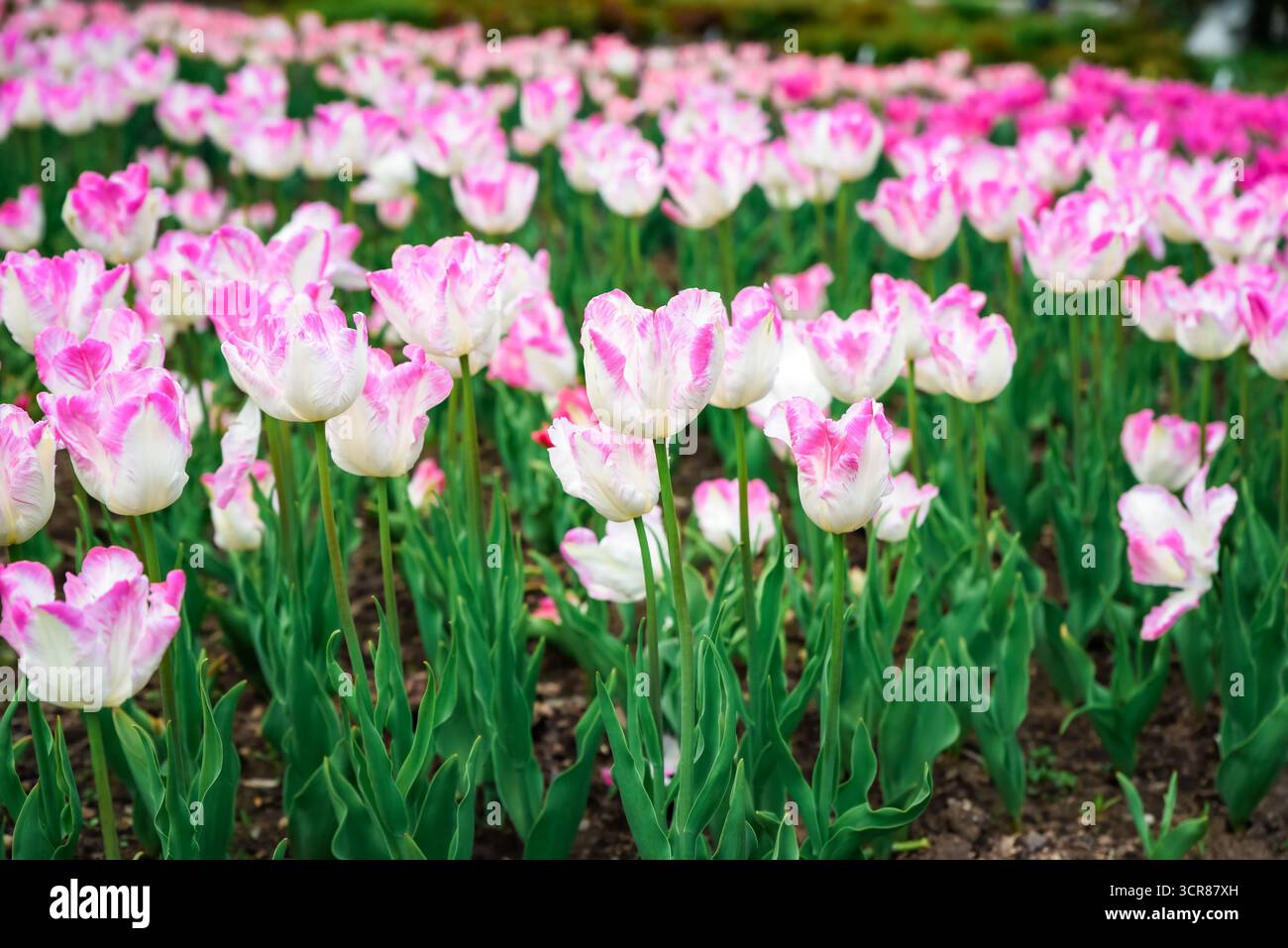 Gekräuselte Papageientulpen Silberpapageien mit silbrig rosa Blüten umrandet cremeweiß, buntes Laub, im Gartenbett mit sattem Hintergrundlicht. Stockfoto