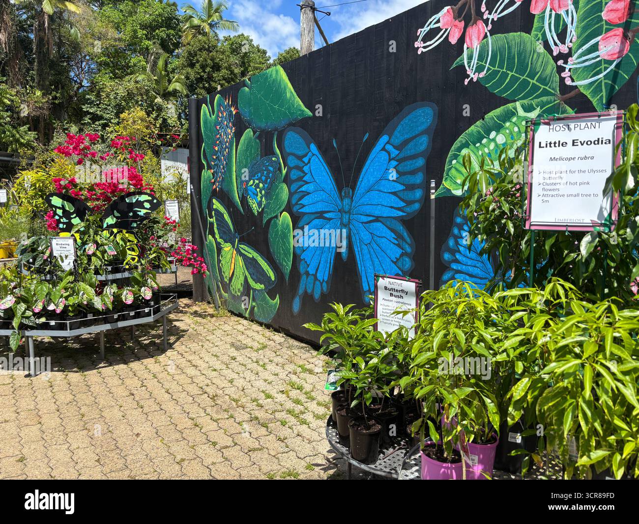 Wirtspflanzen für Schmetterlinge zum Verkauf, Limberlost Garden Nursery, Stratford, Cairns, Queensland, Australien. Keine PR Stockfoto
