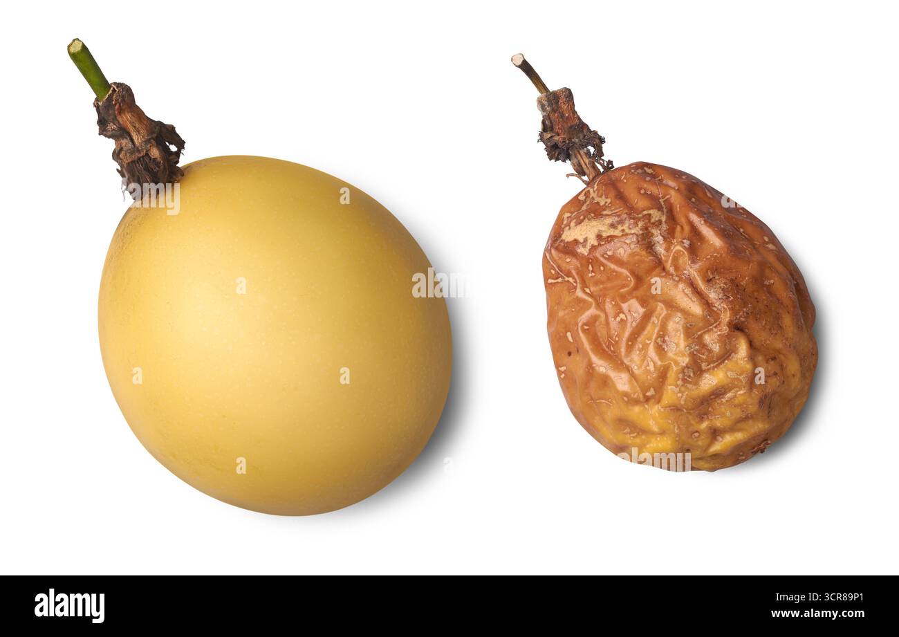 Gelbe Passionsfrüchte, eine frisch und glatt, andere reif und faltig, Fruchtvergleich zeigt Lebensstadien isolierter weißer Hintergrund, Nahaufnahme Stockfoto
