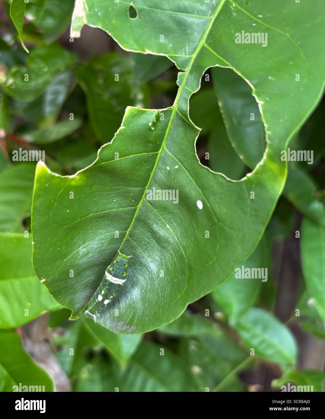 Raupe des Ulysses-Schmetterlings (Papilio ulysses) auf der Wirtspflanze Euodia, Cairns, Queensland, Australien Stockfoto