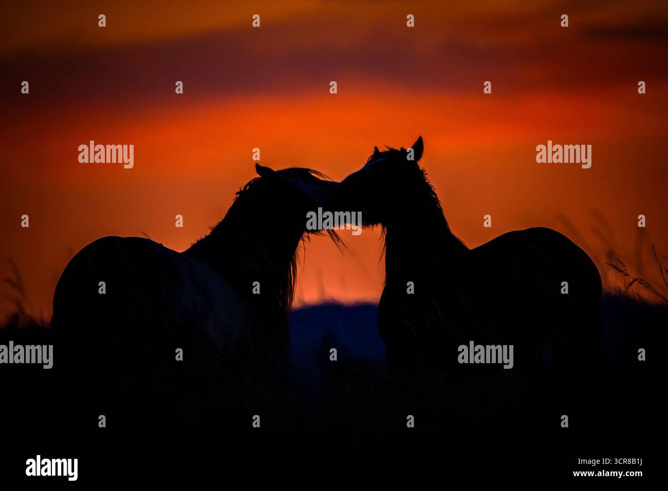 Silhouette von zwei Pferden, die sich sanft vor einem leuchtenden Sonnenuntergangshimmel berühren. Stimmungsvolle Tier- und Naturfotografie, die Liebe symbolisieren, verbunden Stockfoto