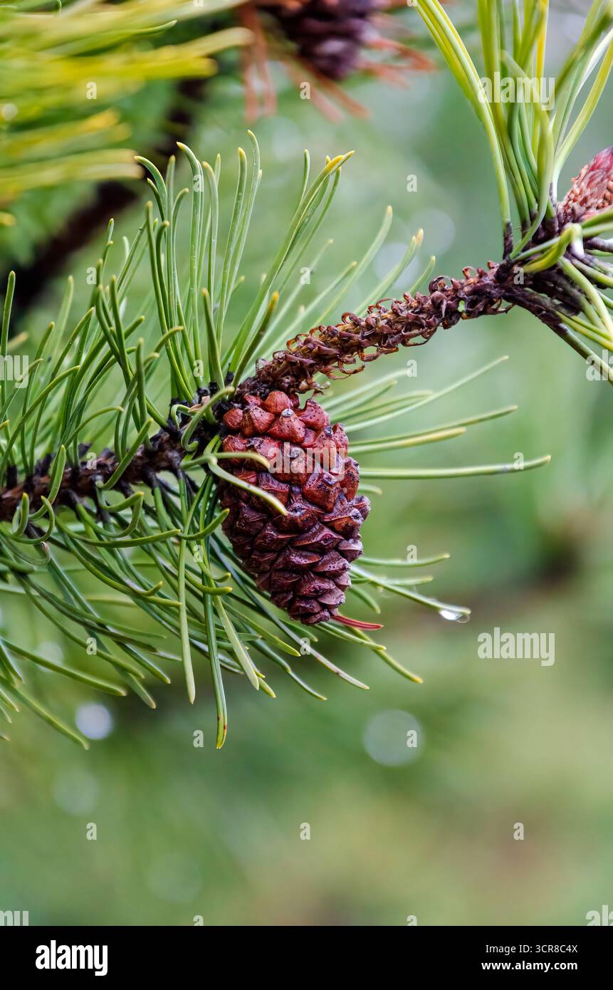 Kleiner Tannenzapfen, der noch auf nassem Ast hängt, in nebeliger Waldstille. Nahaufnahme des Kiefernzapfens nach Regen, Schuss auf Augenhöhe im Wald mit sanfter Stimmung, natürlich Stockfoto