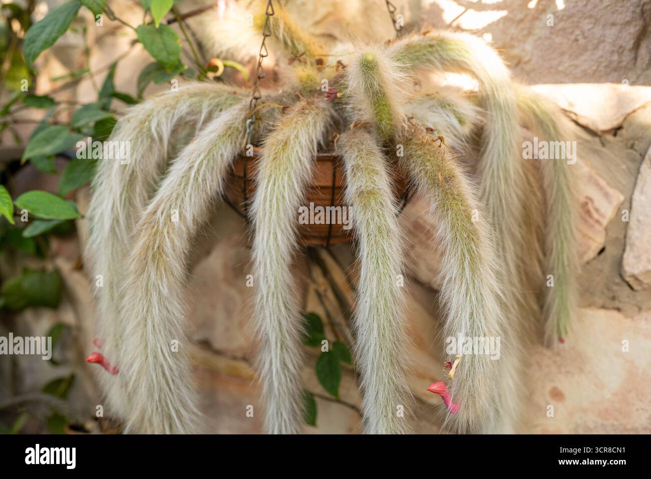 Affen-Schwanz-Kaktus-Pflanze in Blte Stockfotografie - Alamy