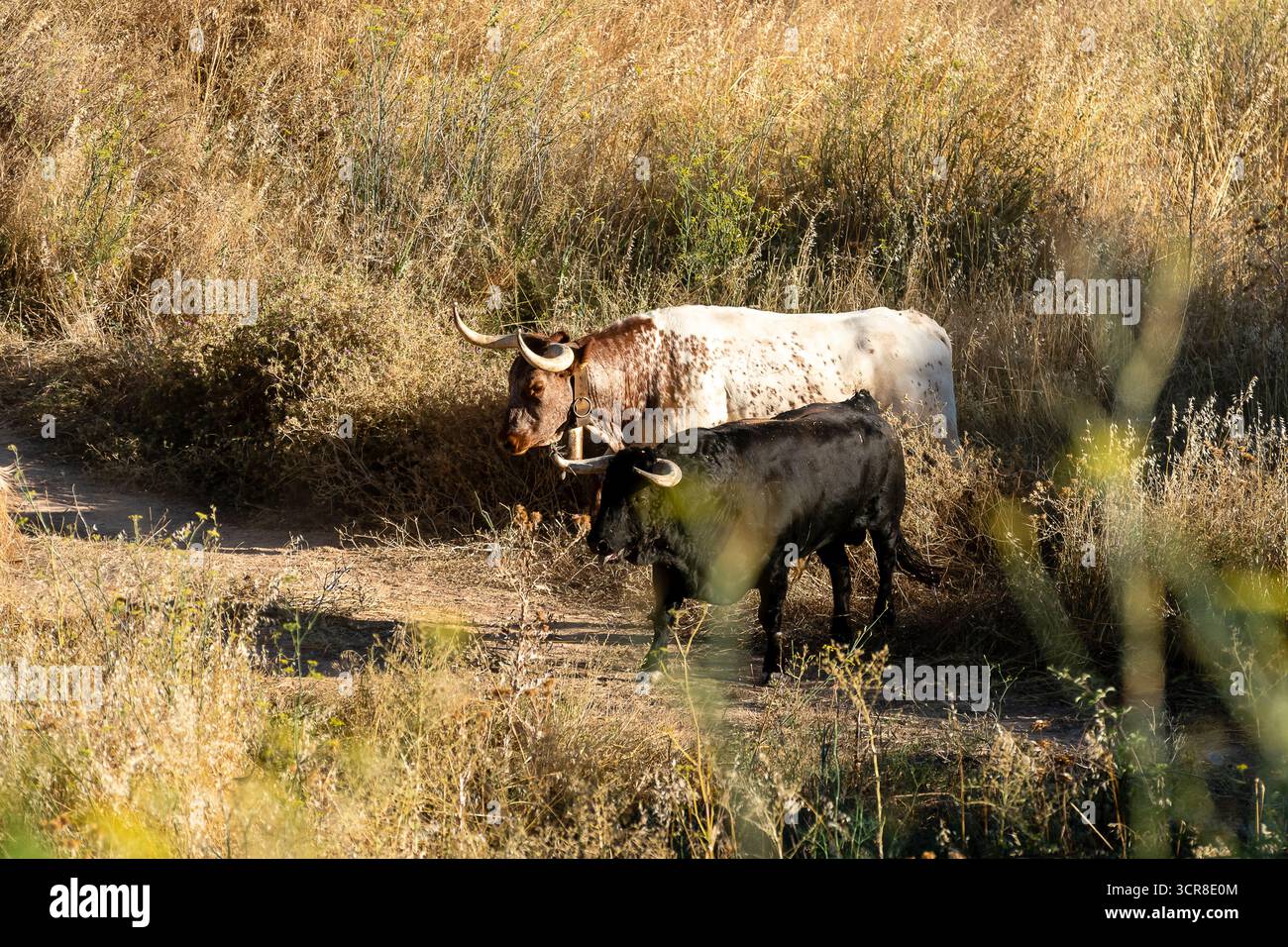 Longhorn Rinder spazieren zusammen auf einem Feldweg umgeben von goldenen Gräsern an einem sonnigen Tag. Stockfoto