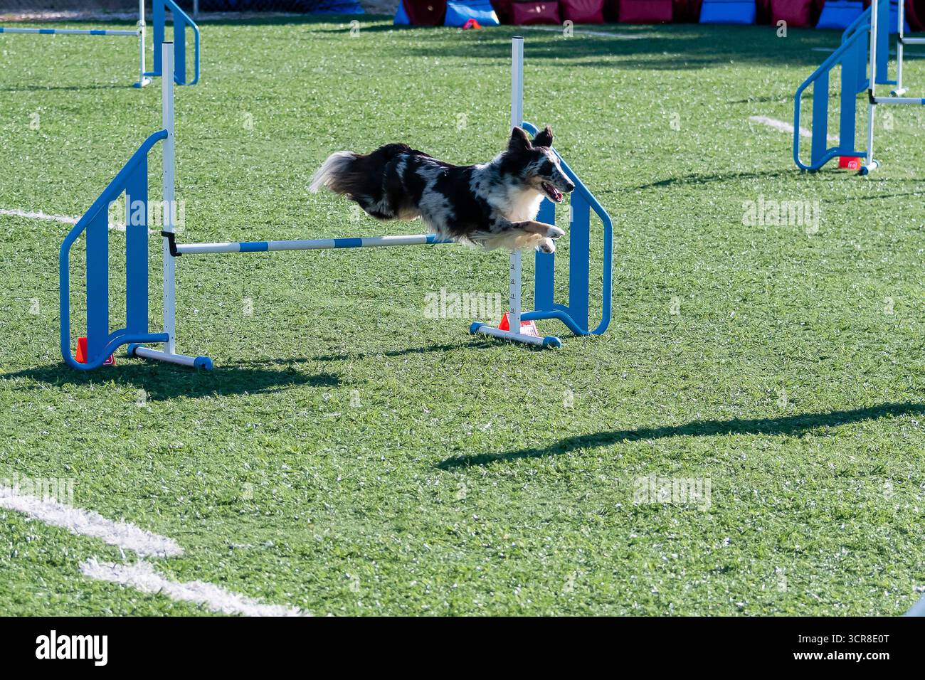 Ein Border Collie springt energisch über eine Hürde auf einem Outdoor-Agility-Kurs unter klarem blauen Himmel. Stockfoto