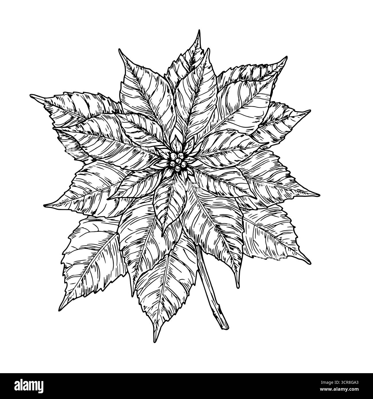 Weihnachtsstern mit anmutigen Blütenblättern, schwarz-weiß-Skizze. Vektorabbildung. Weihnachtsblume isoliert auf weißem Hintergrund. Konzept für New YE Stock Vektor