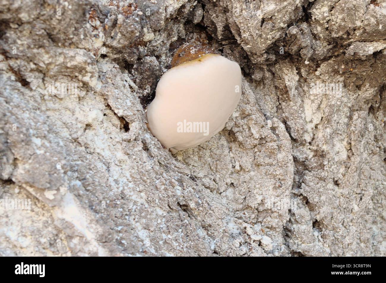 Pilz auf einem Baumstamm im Freien. Pilzkrankheit. Nahaufnahme. Stockfoto
