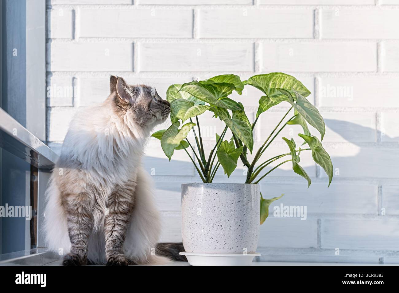 Neva Maskerade sibirische Katze schnüffelt syngonium Zimmerpflanze in stilvollem Topf auf Fensterbank, helle natürliche Innenausstattung, grünes Laub, gemütliche Wohnkultur, sonnig Stockfoto