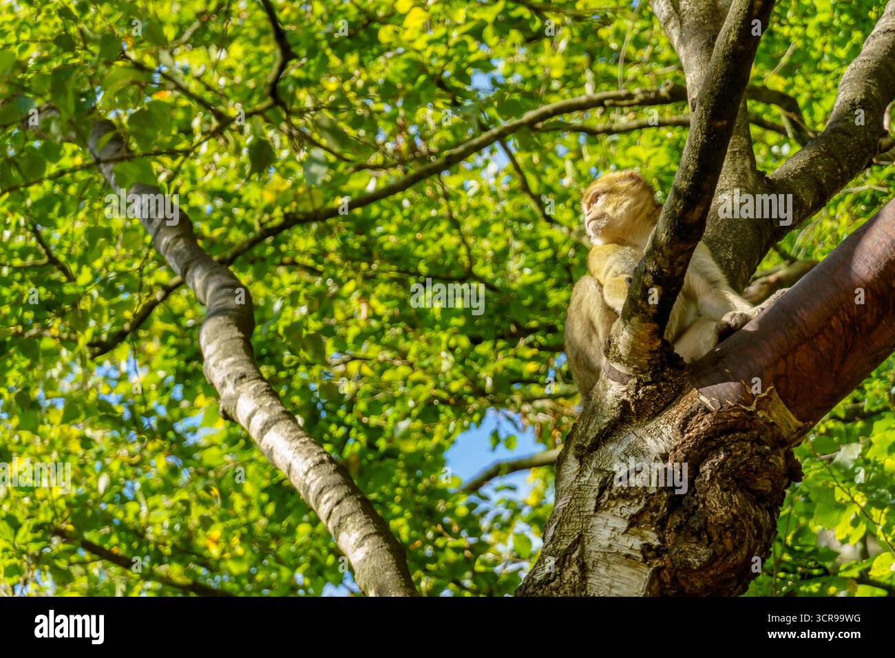 Stoke-on-Trent, Großbritannien. 28. September 2025. Im Trentham Monkey Forest, einem 60 Hektar großen Waldgebiet, in dem rund 140 frei herumlaufende Affen unter ähnlichen Bedingungen wie in der Wildnis leben, können Besucher Barbarmakaken beobachten. Stockfoto