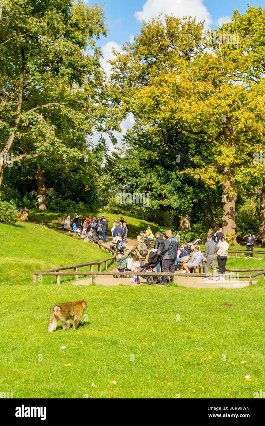 Stoke-on-Trent, Großbritannien. 28. September 2025. Im Trentham Monkey Forest, einem 60 Hektar großen Waldgebiet, in dem rund 140 frei herumlaufende Affen unter ähnlichen Bedingungen wie in der Wildnis leben, können Besucher Barbarmakaken beobachten. Stockfoto