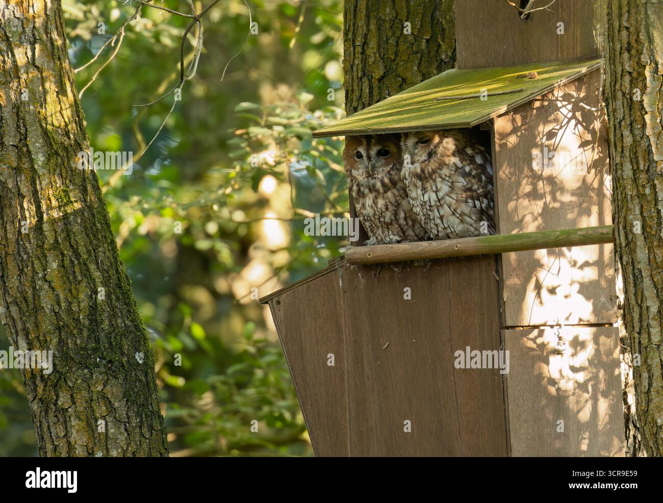 Zwei wilde erwachsene Tawny-Eulen (Strix aluco) saßen vor der Nistbox in der frühen Abendsonne, Norfolk Stockfoto