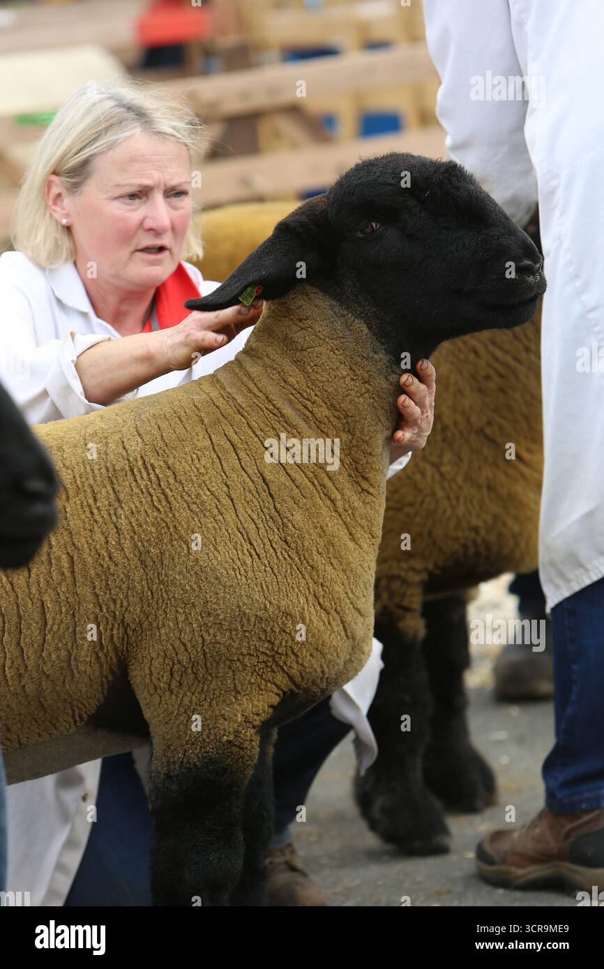 40. Masham Sheep Fair, North Yorkshire 2025 Stockfoto