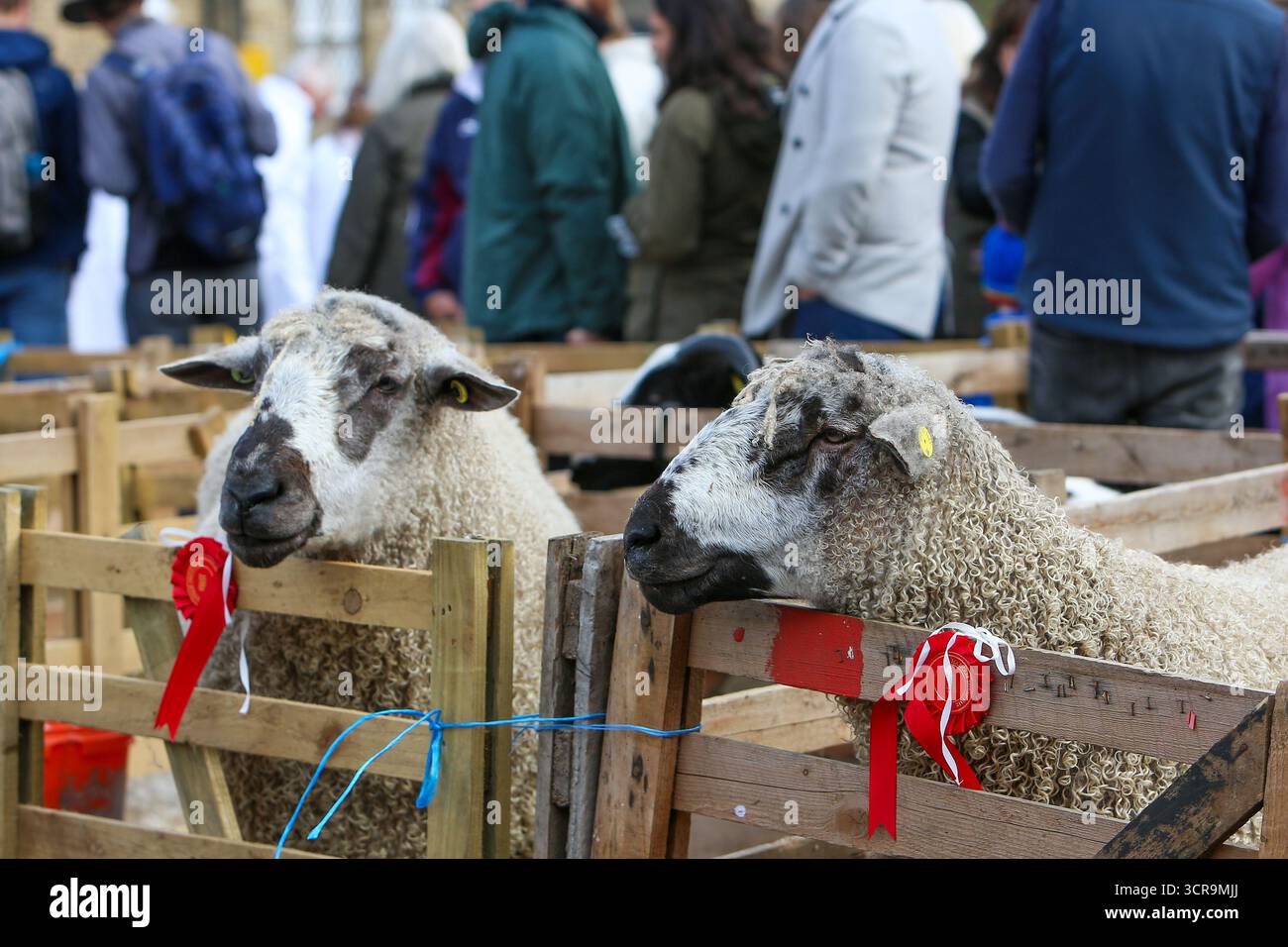 40. Masham Sheep Fair, North Yorkshire 2025 Stockfoto