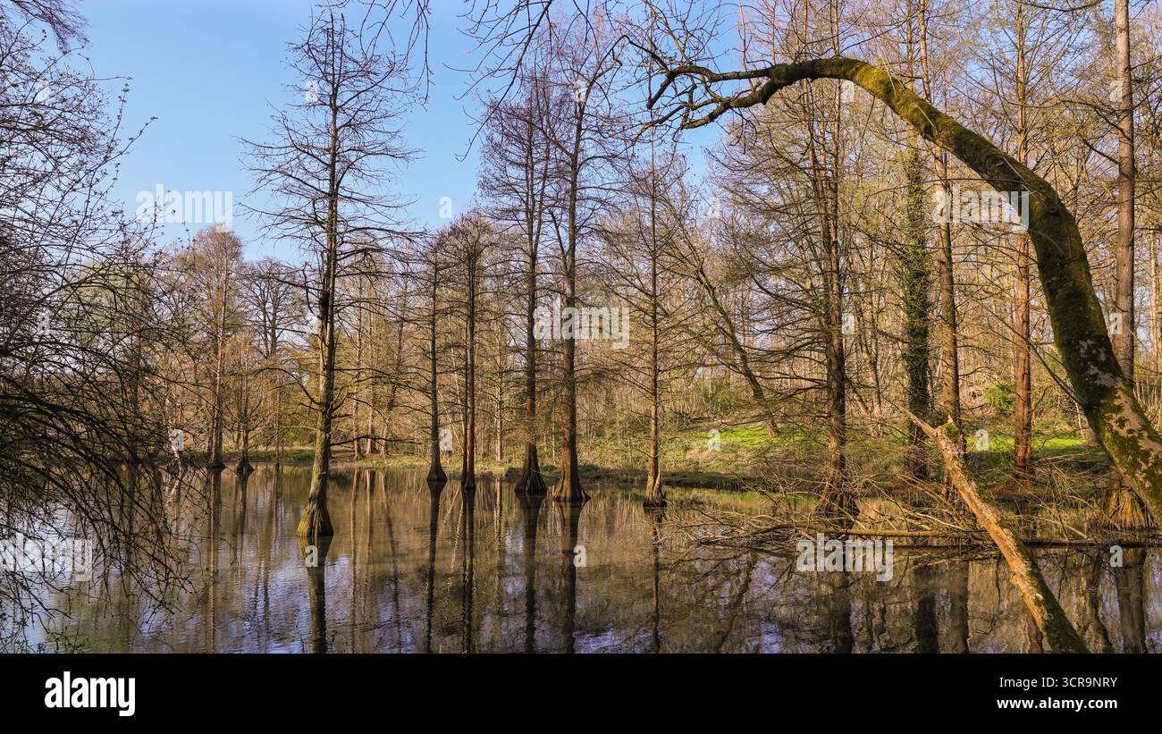 Beruhigende Naturlandschaften, kahlköpfige Zypressen oder Sumpfzypressen, Taxodium distichum, im See verwurzelte Bäume im Rombergpark, Dortmund, Deutschland Stockfoto
