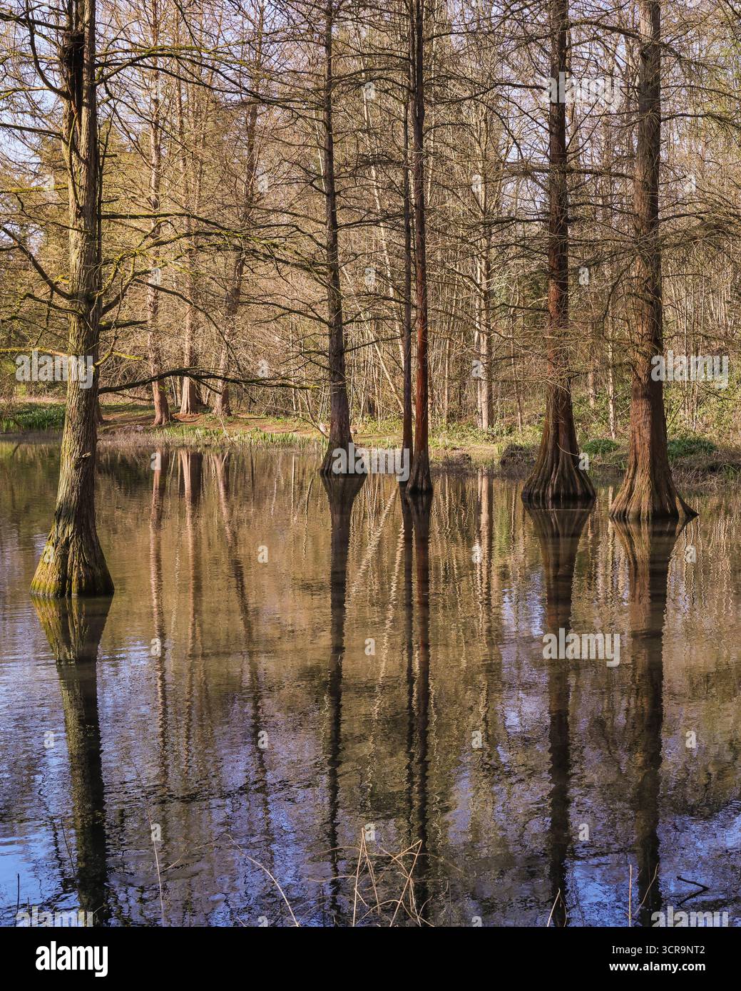 Beruhigende Naturlandschaften, kahlköpfige Zypressen oder Sumpfzypressen, Taxodium distichum, im See verwurzelte Bäume im Rombergpark, Dortmund, Deutschland Stockfoto